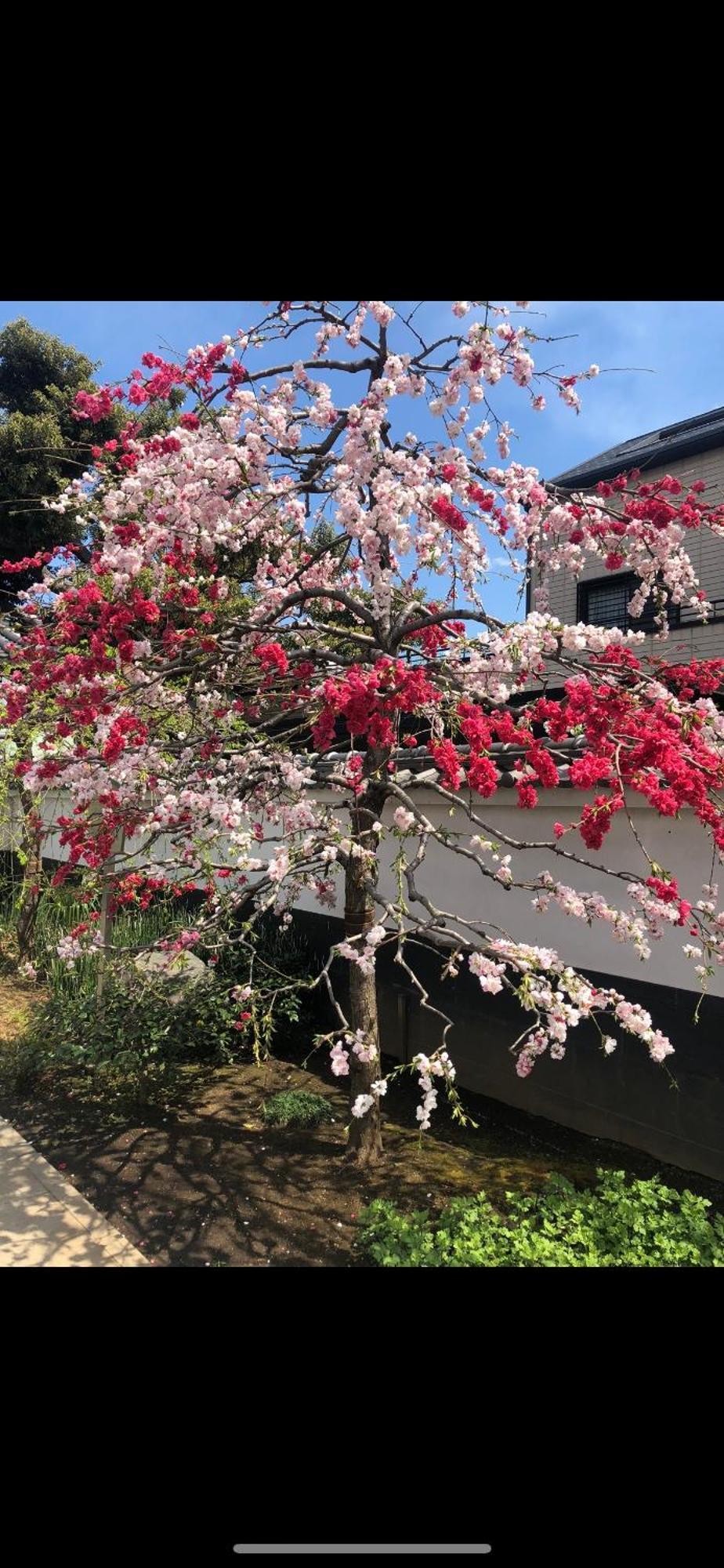 新宿庭院の屋-Shinjuku Garden Home -28 Square Meters King Size Bed Garden Room Präfektur Tokio Exterior foto